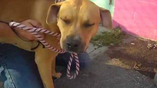 London A4350030 R.i.p.