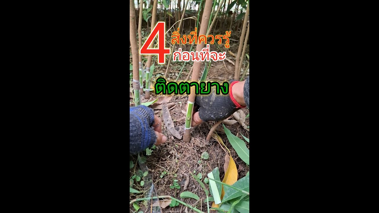 แนะนำวิธีติดตายาง