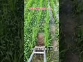 【米作り】田んぼで草いじり👍