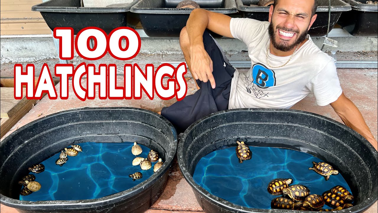 ADORABLE BABY TURTLES HATCHED ON THE RANCH!