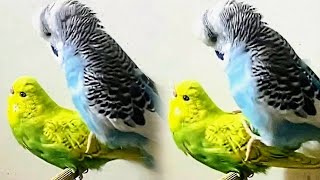 No budgie can resist this sound.  / budgie mating, call sound