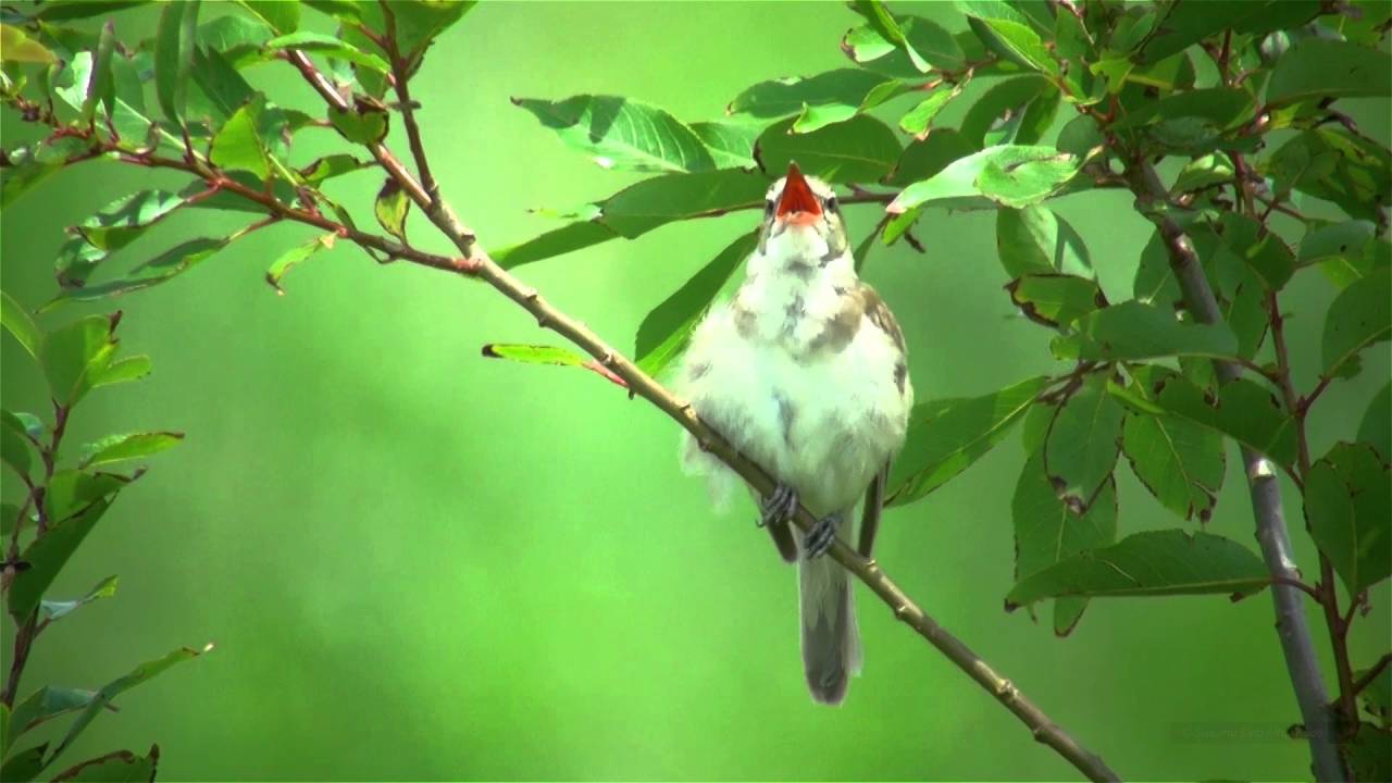 気彫りの鳥　オオヨシキリの囀り オオヨシキリの鳴き声（さえずり） - YouTube
