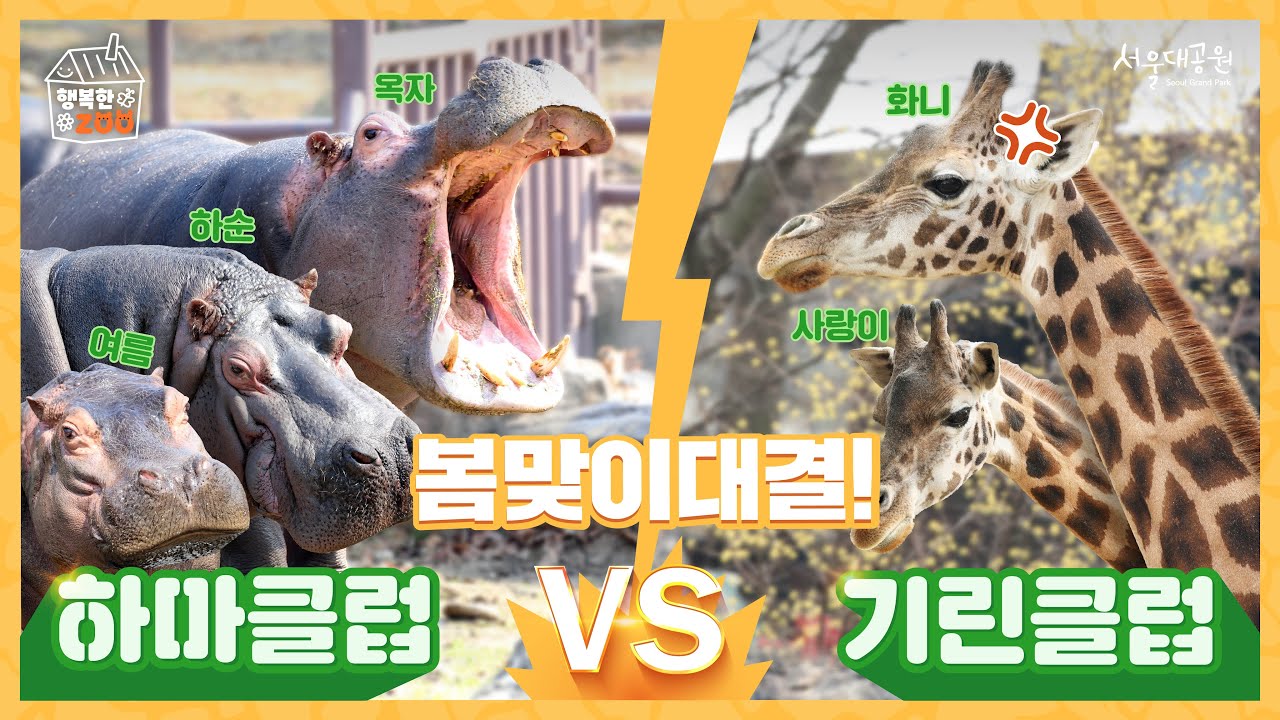 [서울동물원 봄맞이] 누가 더 신나게? 기린 VS 하마 봄맞이 대결