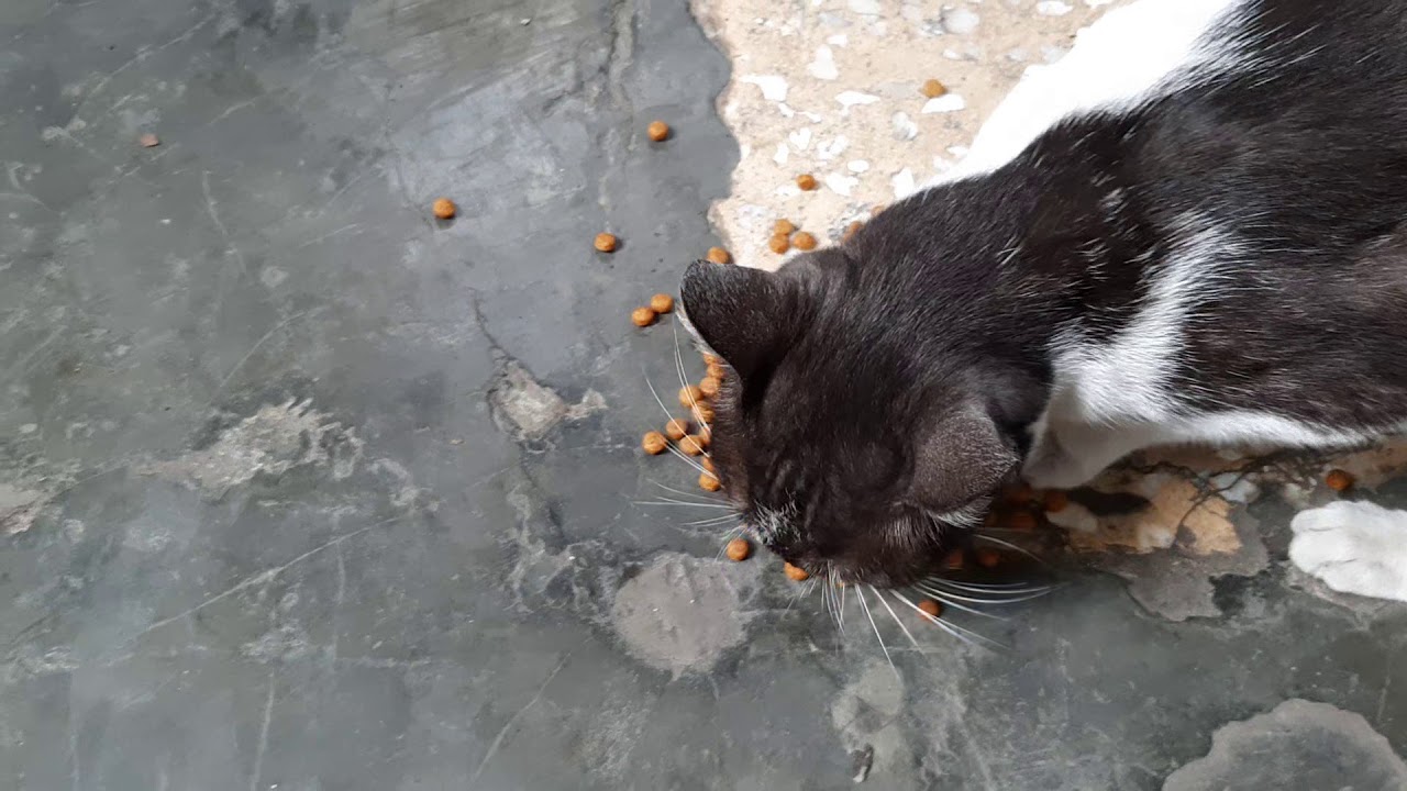 feeding stray cat YouTube
