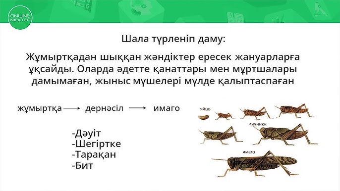 Шабындықтағы порно