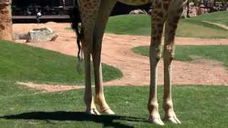 Valencia Bioparc Zoo by camerally 129 views 8 years ago 2 minutes, 35 seconds