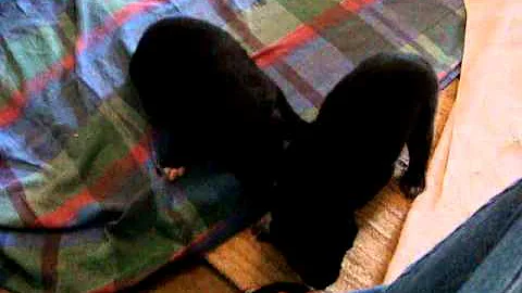 Two 18 day old pups playing and toddling.