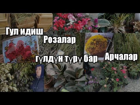 Video: Гүлдөр салынган картаны тигип беребиз