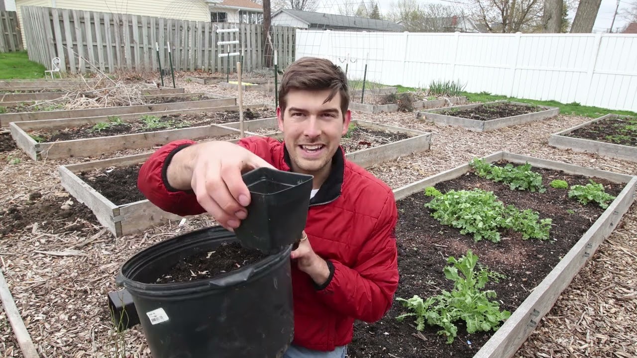 How to Grow Blueberries A Complete Growing Guide