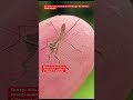 [Incredible Insect Archives] Survival Strategy! The Adorable Mantis Nymphs #Mantis #Nature #昆虫図鑑