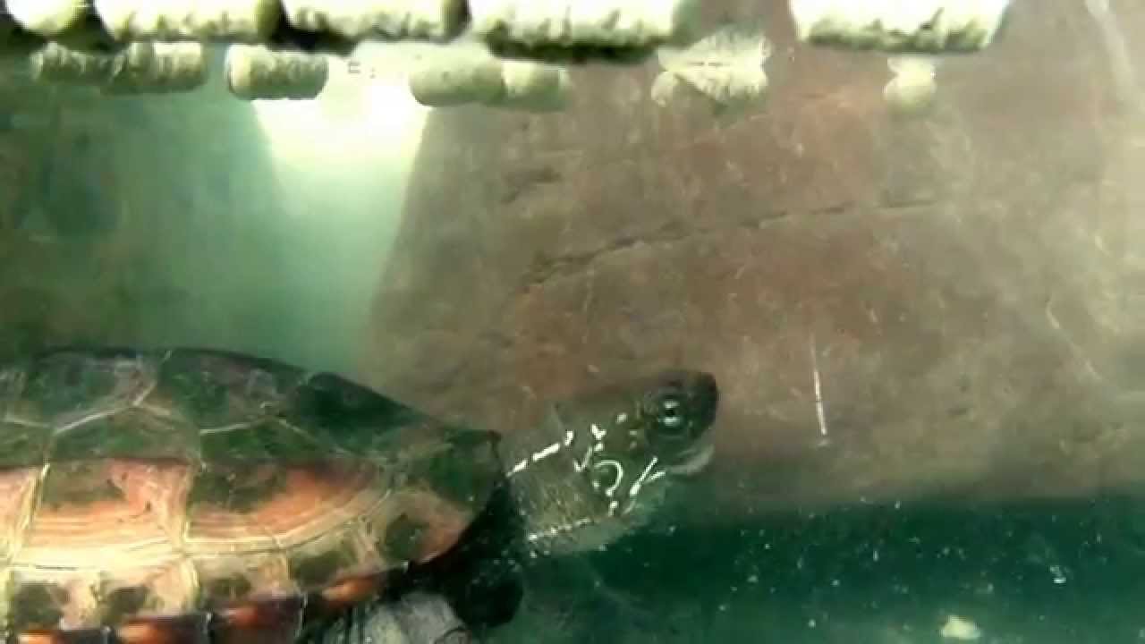亀 穀物酢浴と其の後 Killifish730 の Aqua Diy Ch