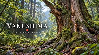 Yakushima: Japan’s Island of Ancient Forests