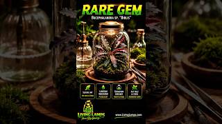 🪴 Seltene Terrariumpflanze mit dunklen Blättern perfekt für feuchte Mini-Ökosysteme! #bucephalandra