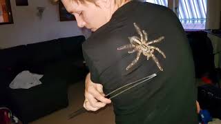 Omg My Poecilotheria Ornata Jumped From Her Cage To Me Didnt Sign Up For This Lol