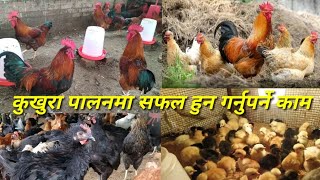 घरमा खाली हुनुहुन्छ?अब लोकल कुखुरा पाल्नुहोस् आम्दानी गर्नुहोस् Local hen farming /madi turkey farm