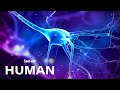 Understanding the Nervous System and Sense of Touch