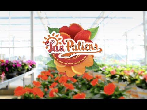 Videos Sakata Sunpatiens