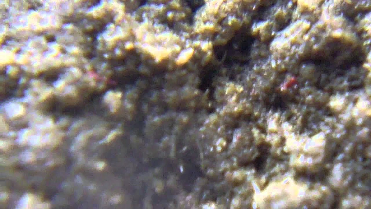 EP 121 OG KUSH Hd Reserva Privada BUBBLE HASH 1080p COLD Water Extraction 25 - 45  Micron Upclose