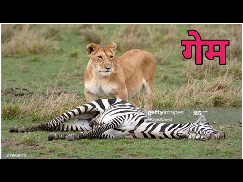 Wild Cheetah game|Animal Game/ #Gameenjoy #Game - YouTube