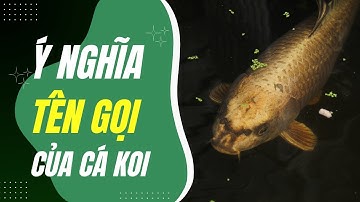 Ý Nghĩa Sâu Sắc Đằng Sau Tên Gọi Của Những Loài Cá Koi Nhật Bản