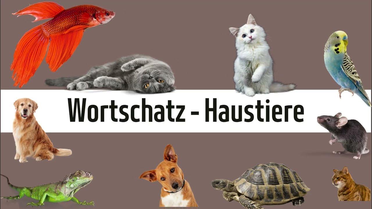 Deutsch lernen - Wortschatz: Haustiere - YouTube