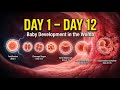 Pregnancy Day 1–12: Baby Development in the Uterus | 3D Medical Animation