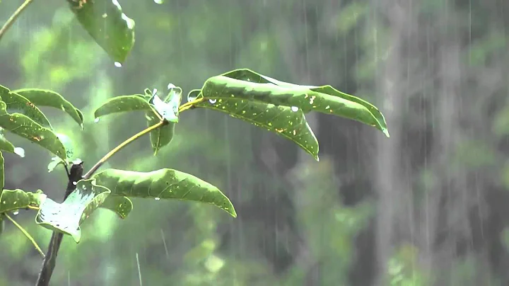 Rain Sounds: Relaxing Rain without Thunders for Relaxation - Relaxing Sounds of Nature, No Thunders
