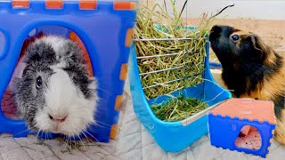 Cool Guinea Pig Items from Singapore