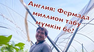 Англия: Фермада жүріп миллион табуға бола ма? | Работа в Англии | Агропрактика