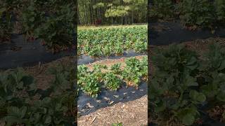 #ЖизньвСША #LifeInUSA #семья #familytime #клубника #strawberrypicking #выходные #USAweekend #отдых