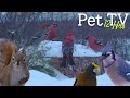 Relaxing Winter Birds 😻 Calm Snowy Feeder for Cats, Dogs, &amp; People to Watch