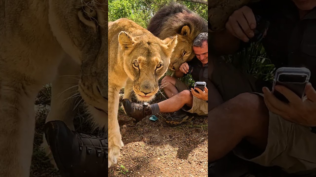 LIONS Reunite with Human #cat #wildlife #nature