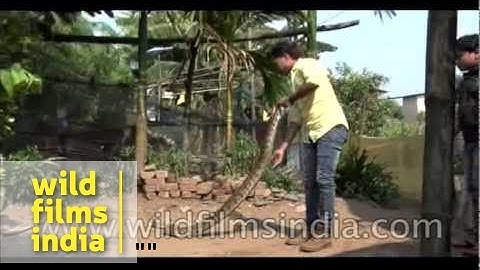 Eight-foot python found under car bonnet in Mumbai