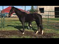 Kwpn royal dutch sport horse for sale