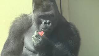 シャバーニ家族 800  Shabani family gorilla