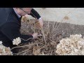 Pruning Hydrangeas