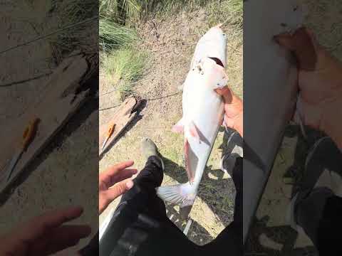I caught a channel cat #fishing #saltwaterfix #saltwaterfishing #fish