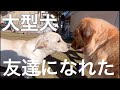 【大型犬のじゃれあい】犬の世界の上下関係／大型犬さんぽ