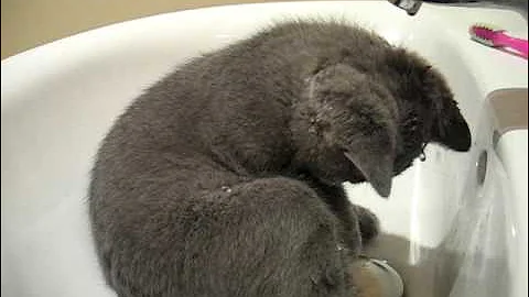 Watch the video about British Blue Kitten Frank playing in the sink!