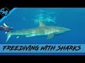 FREEDIVING WITH SHARKS!!