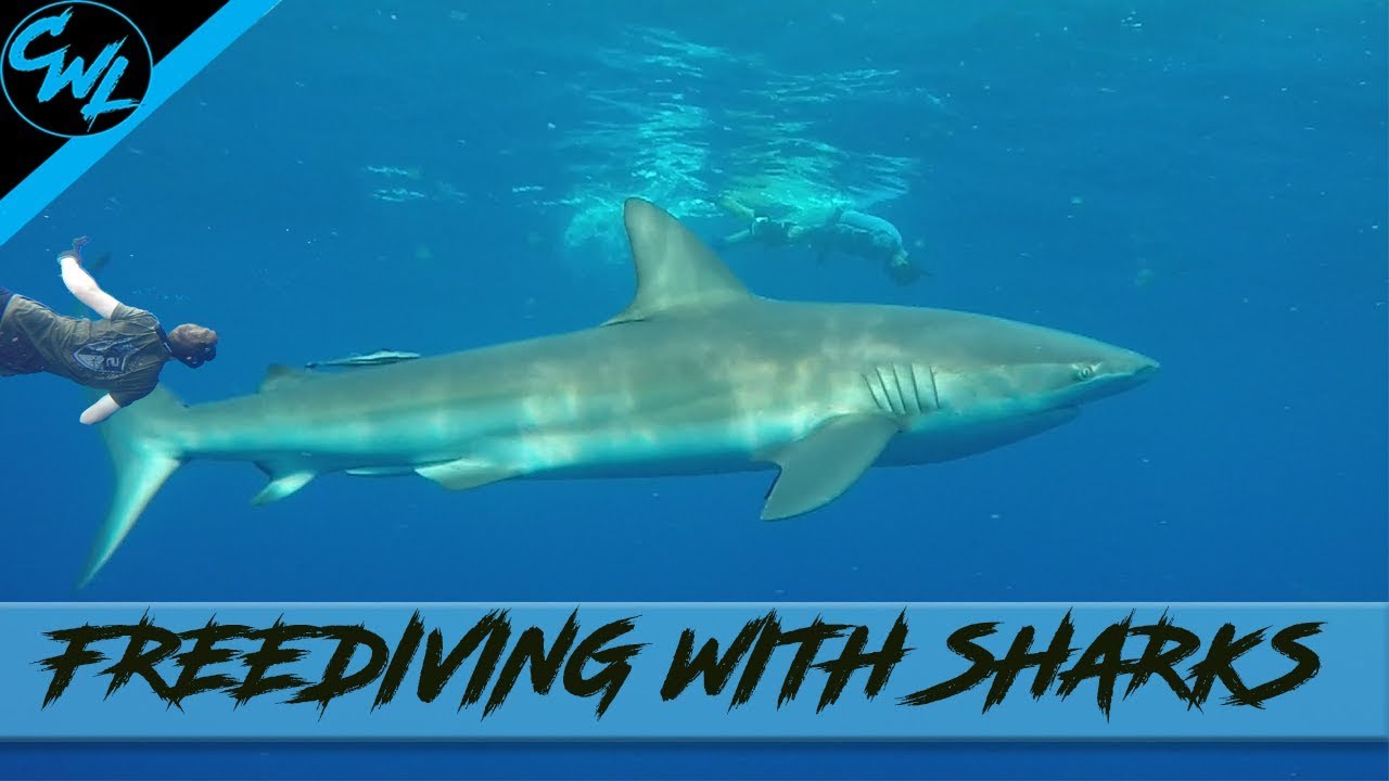 FREEDIVING WITH SHARKS!! YouTube
