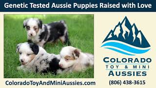 Are mini Aussies hypoallergenic? | Colorado Toy and Mini Aussies Are Mini Aussies Hypoallergenic