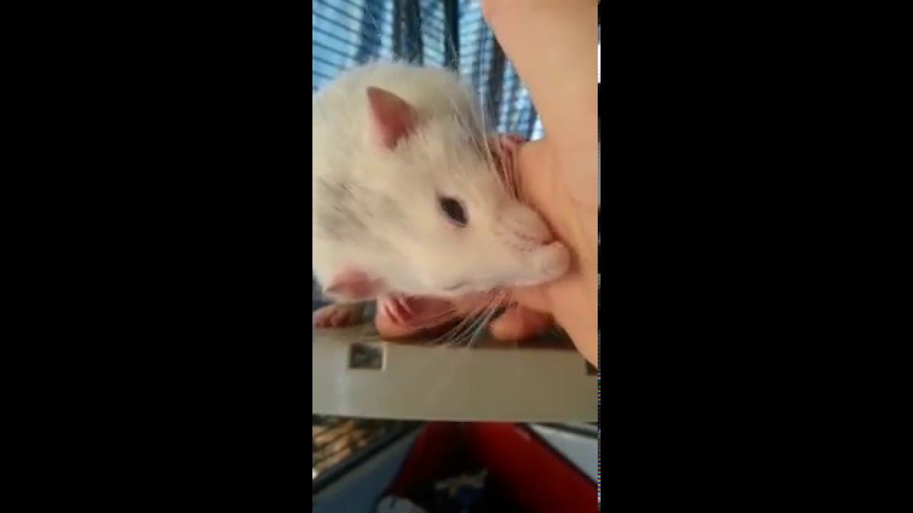 Vicious Rat ATTACK YouTube