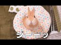 ご飯の時間と勘違いして飼い主におねだりしてくるウサギさん【No.321】