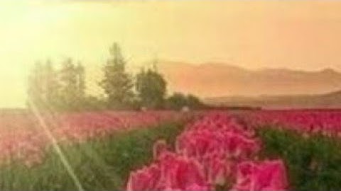 سورتي الفجر والبلد - القارئ عمر بن محمد النعيم حفظه الله تعالى ...