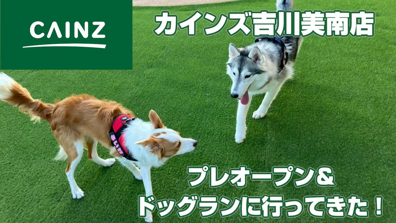 【カインズ吉川美南店】プレオープンでドッグランに行ってきた！【ボーダーコリー × シベリアンハスキー】