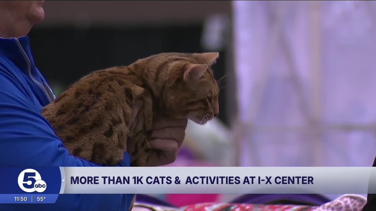 Cleveland hosts CFA International Cat Show & Expo at IX Center