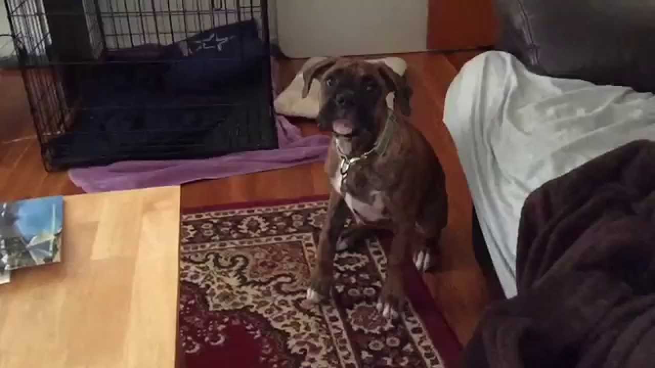 Charlie the boxer dog vid 1 YouTube