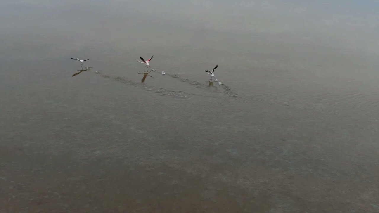 DarkDrone: Flamingos