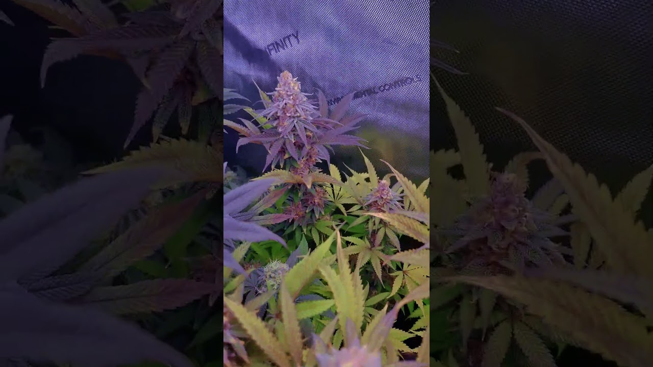 Black Cherry Punch by Pyramide Seeds - 6th flowering week 